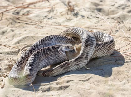 Un grupo de biólogos logró capturar una serie de fotografías que muestran a una serpiente de pino devorando un conejo