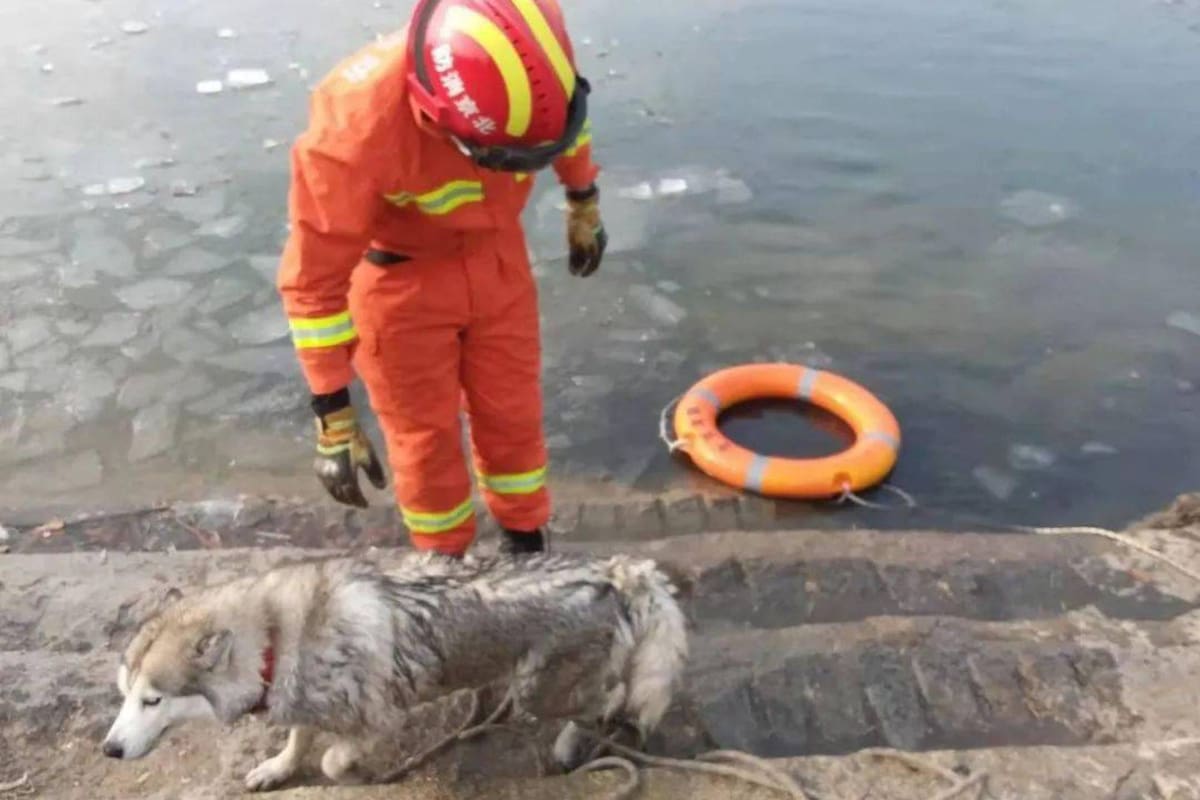 Un grupo de bomberos rescató a un perro husky en Pekin