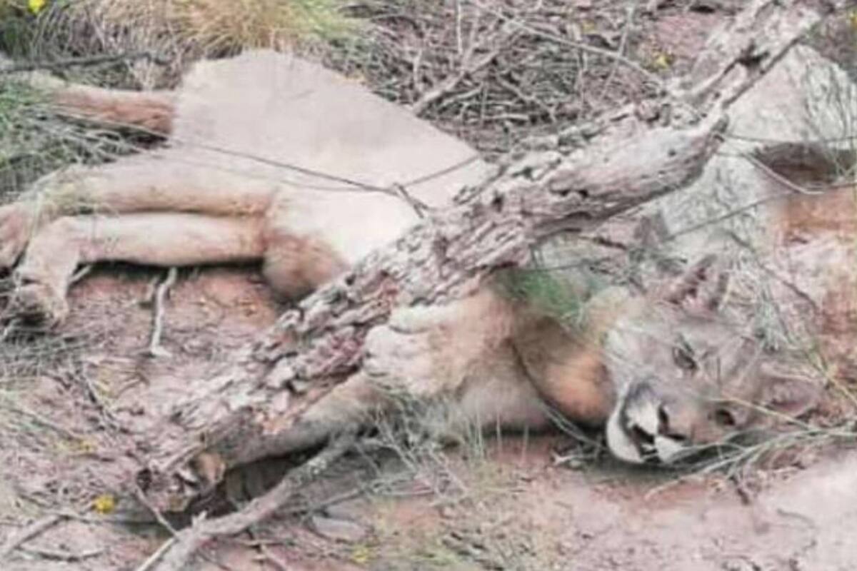 Un grupo de bomberos y vecinos rescató a un puma que se encontraba atrapado entre alambres cuando intentaba escapar de los incendios en Córdoba