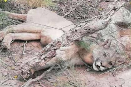 Un grupo de bomberos y vecinos rescató a un puma que se encontraba atrapado entre alambres cuando intentaba escapar de los incendios en Córdoba