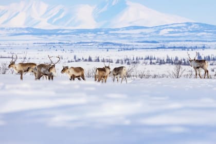Un grupo de caribúes de la manada de caribúes del Ártico occidental viaja a lo largo de un sendero invernal entre las aldeas de Selawik y Ambler, Alaska.