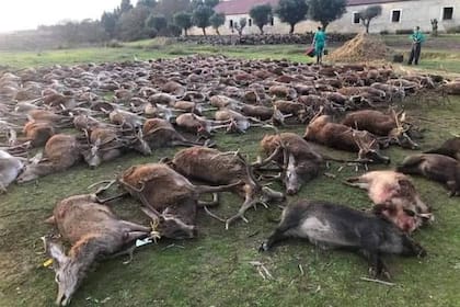 Un grupo de cazadores mataron más de 500 venados y jabalíes, y provocaron la indignación de los habitantes de Portugal