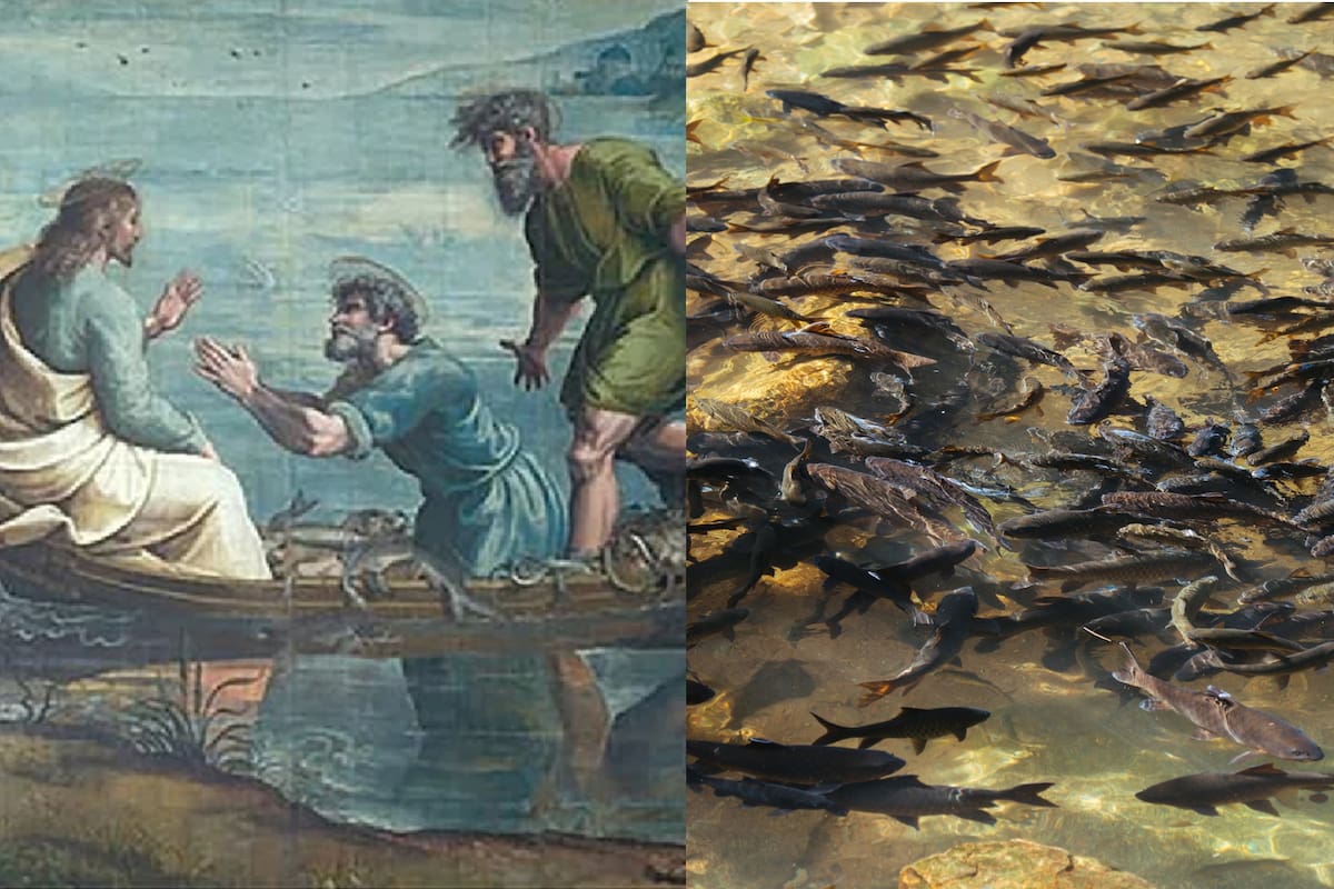 Un grupo de científicos da una nueva explicación al mito bíblico de la multiplicación de peces y panes