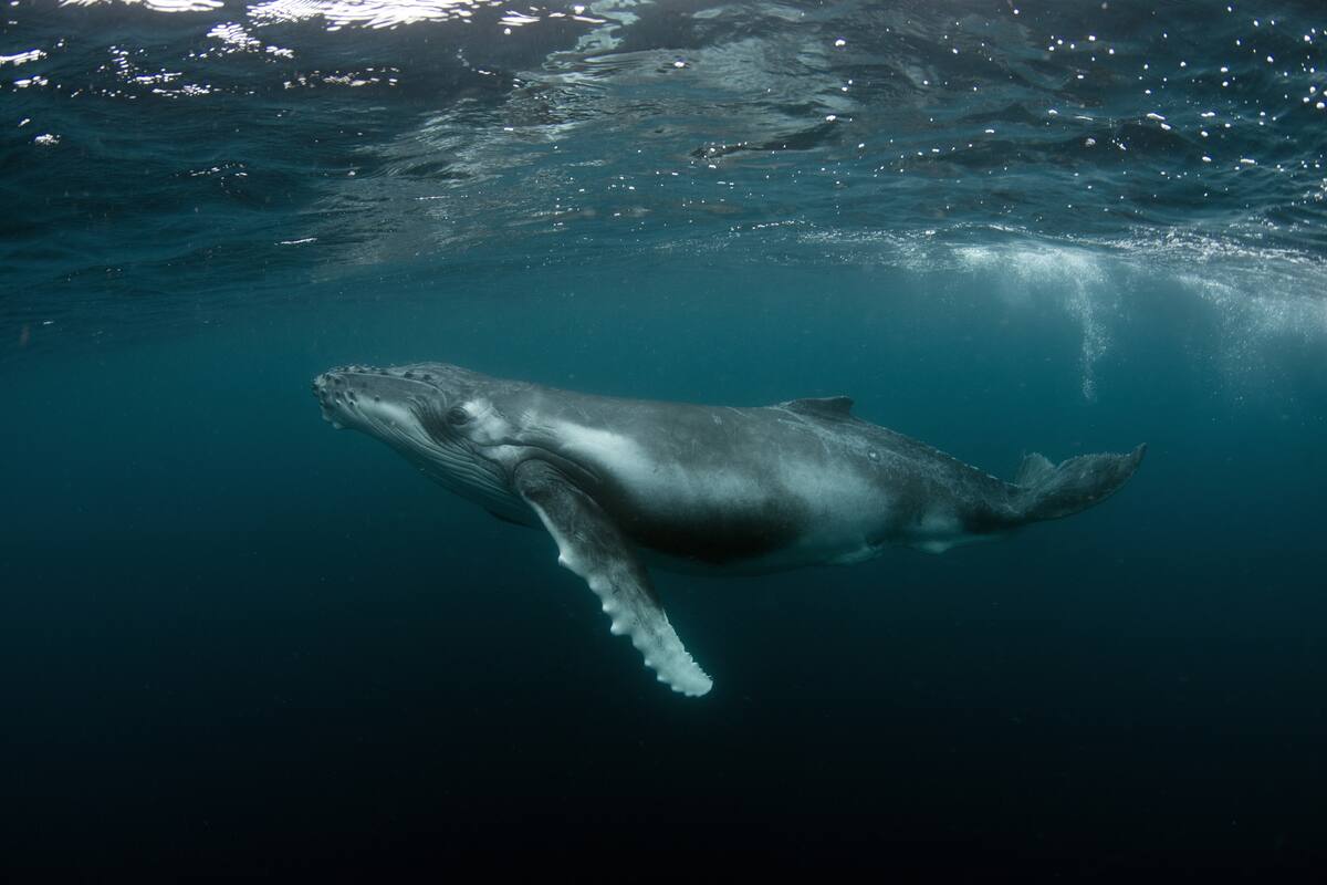 Un grupo de científicos demostró cómo se puede usar la red de cables submarinos de internet de todo el mundo como un sistema de micrófonos para ubicar la posición de las ballenas