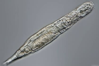 Un grupo de científicos descubrió que existe un animal microscópico que es capaz de sobrevivir tras estar 24.000 años congelado