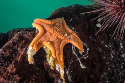 Un grupo de científicos identificó a la bacteria marina llamada Vibrio pectenicida como la causa del síndrome de desgaste de estrellas de mar