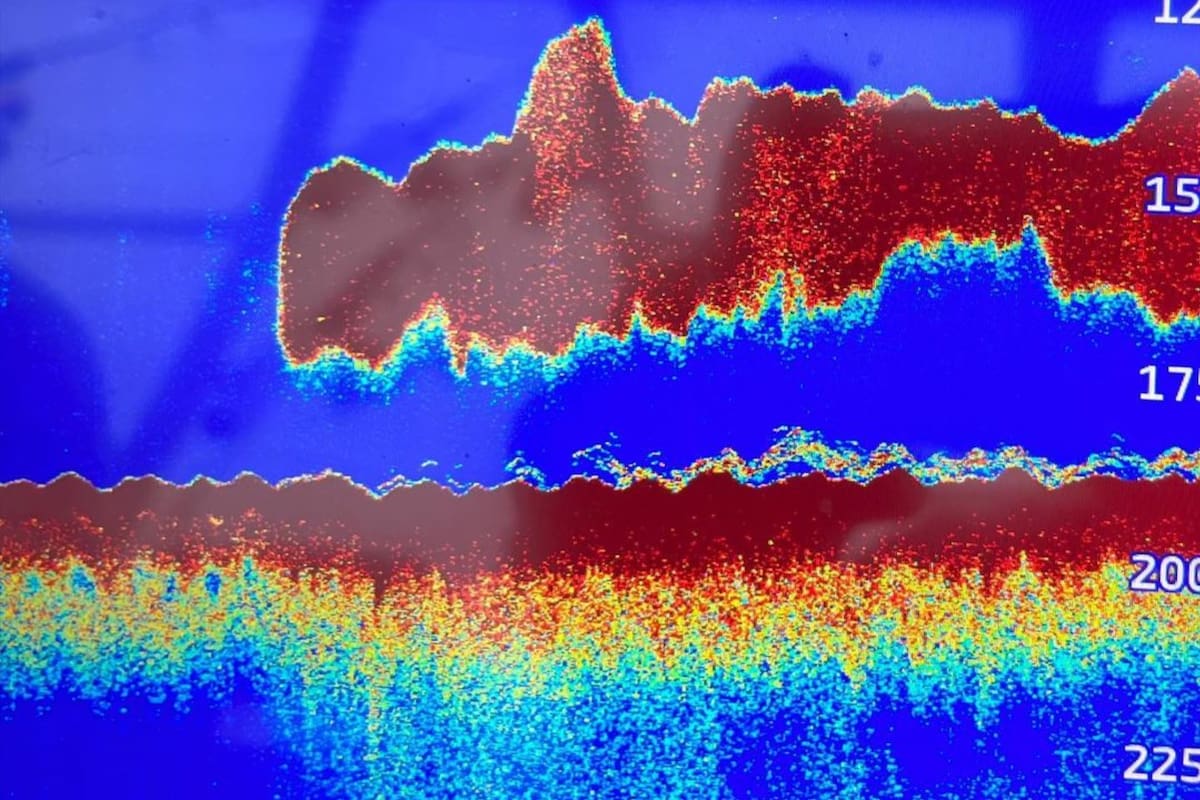 Un grupo de científicos pensó que había encontrado un megalodón y quedó en shock