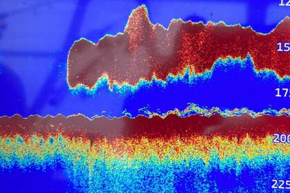 Un grupo de científicos pensó que había encontrado un megalodón y quedó en shock