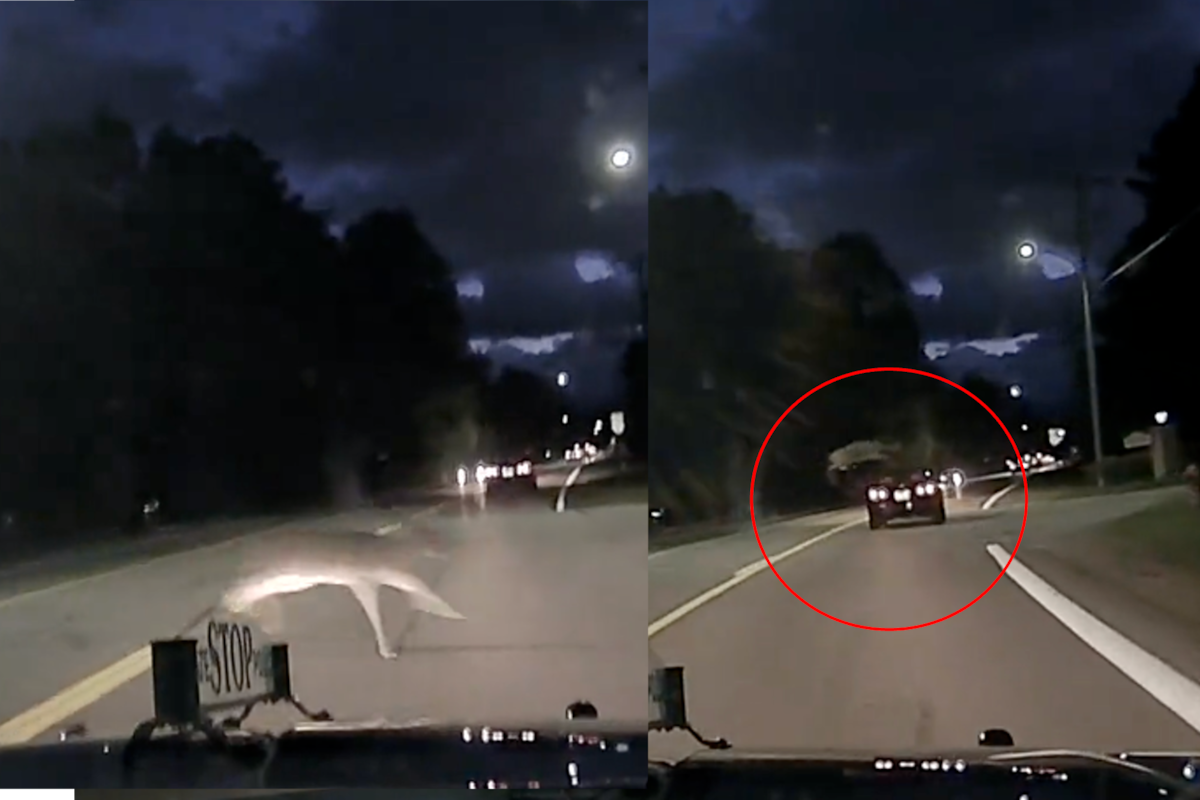 Un grupo de ciervos cruzó la carretera repleta de autos y uno de ellos esquivó a un vehículo con una gran maniobra