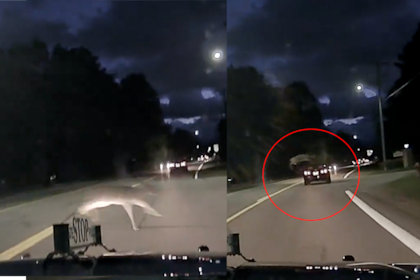 Un grupo de ciervos cruzó la carretera repleta de autos y uno de ellos esquivó a un vehículo con una gran maniobra