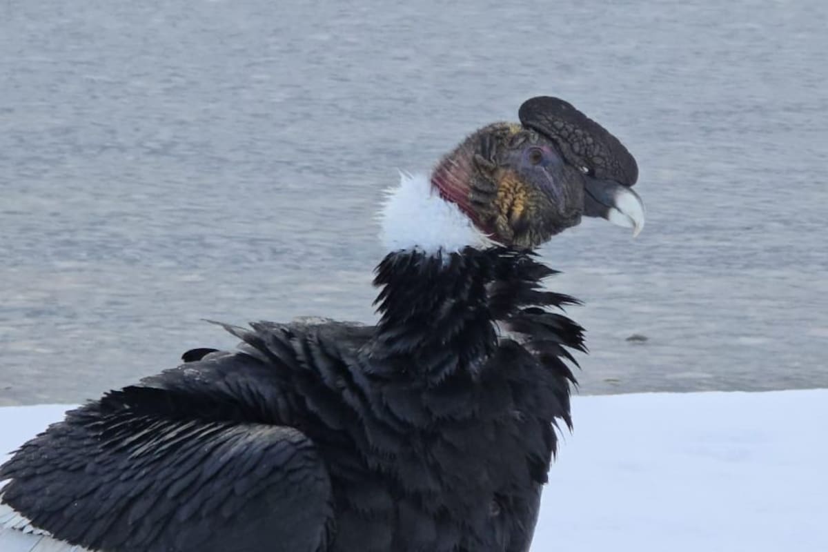 Un grupo de cóndores descendió a las costas del lago Nahuel Huapi.