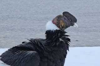 Nueve cóndores andinos aparecieron en la costa del Nahuel Huapi: la principal hipótesis de los especialistas