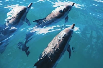 Un grupo de delfines mulares. (Archivo)