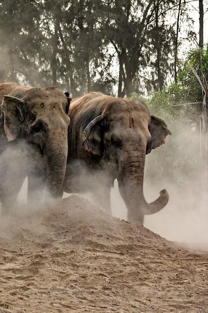 Un grupo de elefantes rehabilitados en el centro de rescate Vantara, en India
