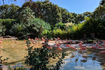 Un grupo de estas aves rosadas, aún pendiente de contabilizar, fue visto en los estados del norte de Estados Unidos