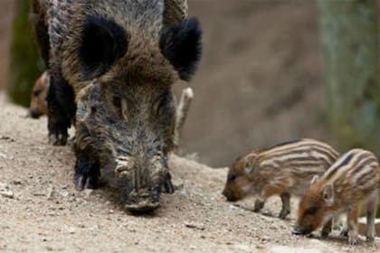 Un grupo de estos animales atacó y mató a un perro en un barrio cercano al centro comercial de la ciudad