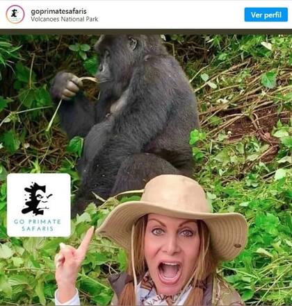 Un grupo de expertos determinó que los turistas están infectando de coronavirus a los gorilas