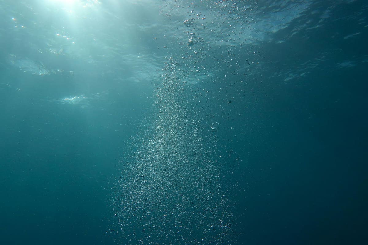 Un grupo de expertos encontró un nuevo animal marino