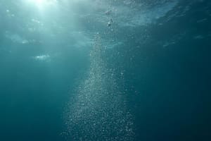 Un grupo de expertos encontró un nuevo animal marino