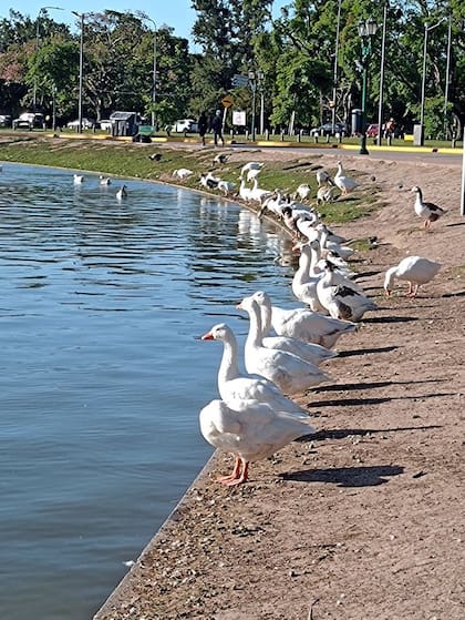 Un grupo de gansos en Palermo, este año