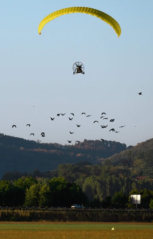 Un grupo de ibis eremitas son guiados por un ultraligero en la zona de Besançon, al este de Francia