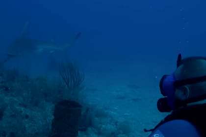 Un grupo de investigadores analizó si los tiburones podrían sentirse atraídos por los fardos de droga vertidos en el agua