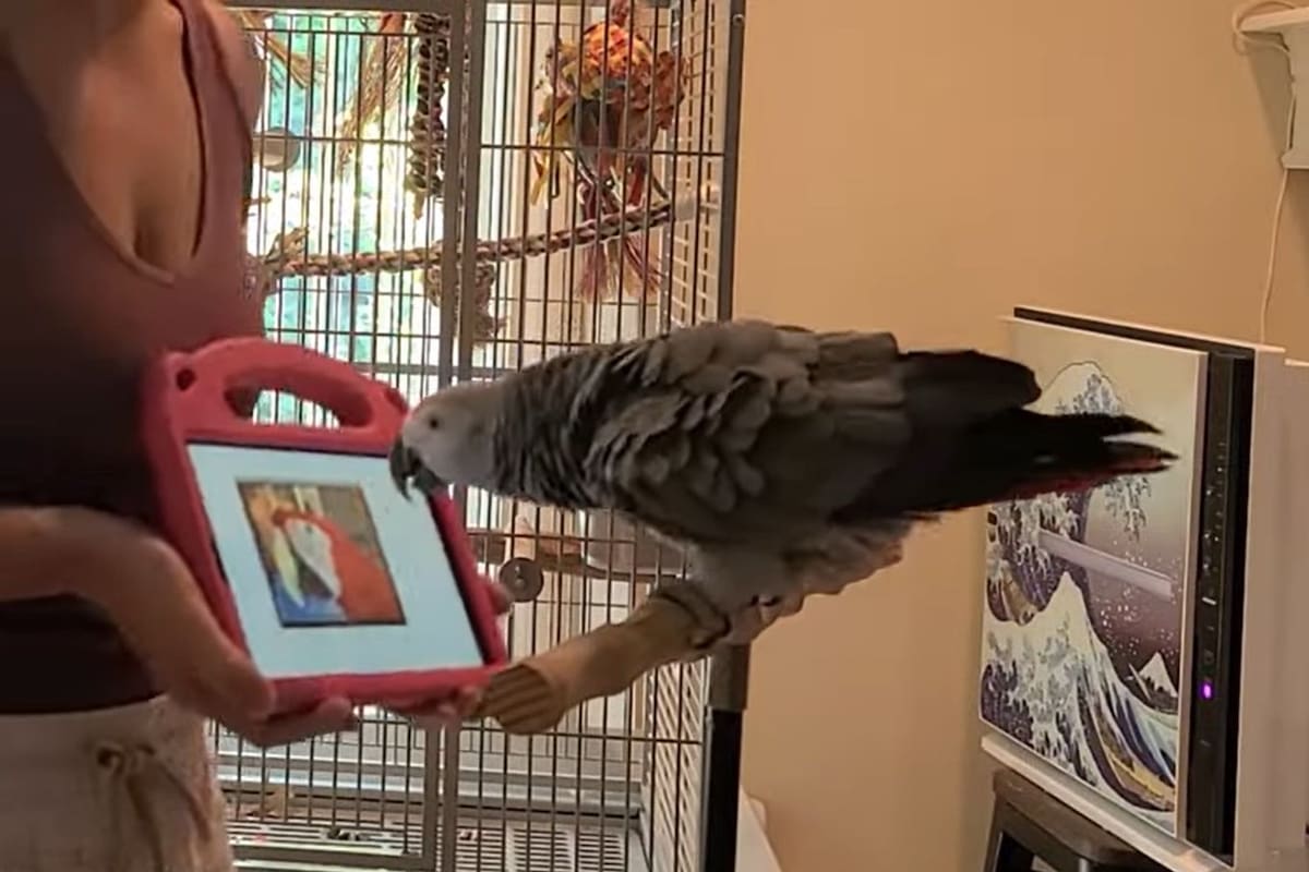 Un grupo de investigadores de la universidad de Glasgow montó un sistema de videollamadas para loros en cautiverio, para permitirles tener un contacto con sus pares