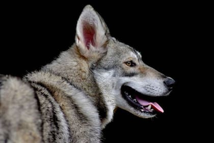 Un grupo de investigadores de la Universidad de Siena halló restos arquelógicos del supuesto primer perro domesticado, que data de hace veinte mil años. El estudio indaga en la convivencia entre el hombre y los lobos