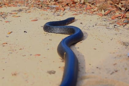 Un grupo de investigadores está devolviendo a la serpiente índigo a su hábitat natural