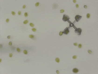 Un grupo de investigadores japoneses creó un par de micromáquinas que usan algas para impulsarse, y que podrían usarse como transporte minúscula