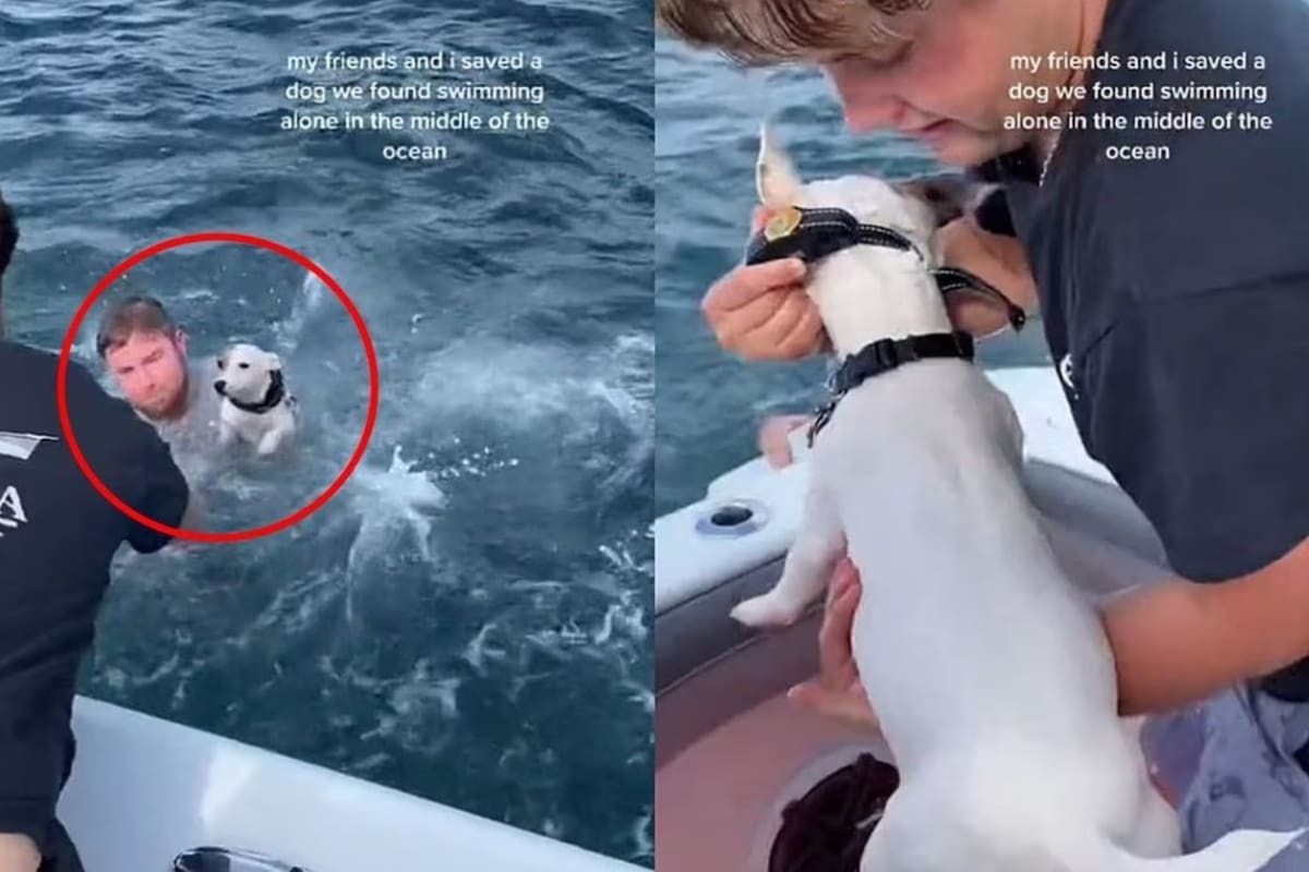 Un grupo de jóvenes habría encontrado a un perro nadando solo en medio del océano y decidieron llevarlo a casa