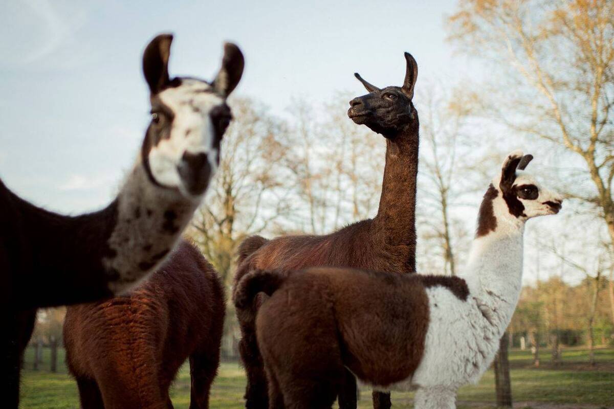 Un grupo de llamas en la granja de Bélgica donde se estudian sus anticuerpos, que podrían neutralizar el coronavirus; en el medio, con el cuello erguido, está Winter