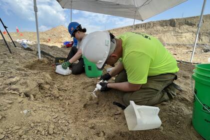 Un grupo de mineros en Dakota del Norte descubrió un colmillo de mamut y otros restos óseos que los dejó sin palabras