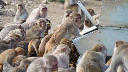 Un grupo de monos se aglutina alrededor de un comedero. Los científicos suplementan la dieta de los macacos con un producto llamado monkey chow