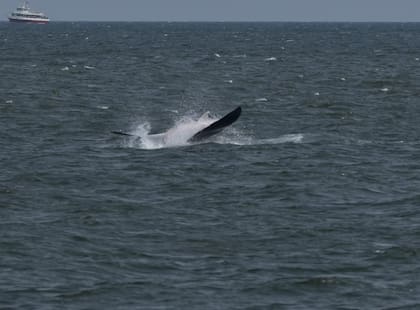 Un grupo de naturalistas vio a una enorme mantarraya salir del mar en un enorme salto