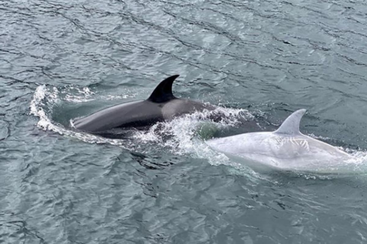 Un grupo de ocho turistas tuvieron el privilegio de avistarla mientras paseaban en barco por la zona en medio de una excursión. Se trata de una imagen excepcional