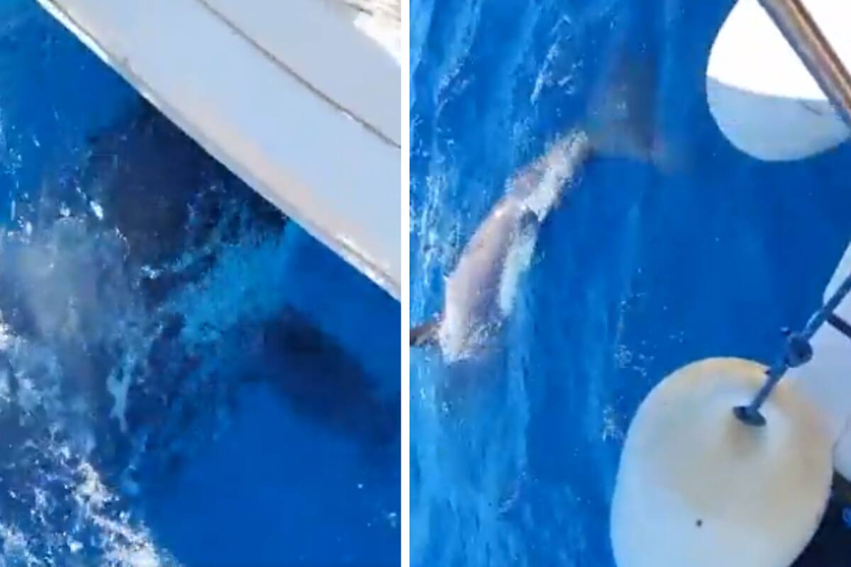Un grupo de orcas embistió a un velero con cuatro tripulantes en Cádiz, España