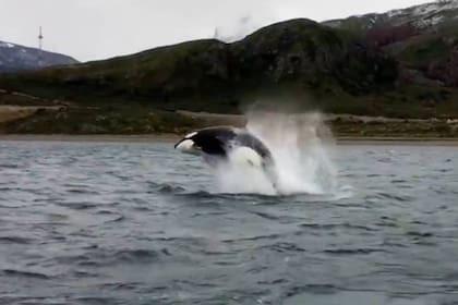 Un grupo de orcas llegó a la costa argentina y algunos pobladores registraron el momento en que realizaban espectaculares saltos