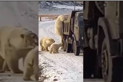 Un grupo de ososo polares se subió a un camión de basura para buscar alimento