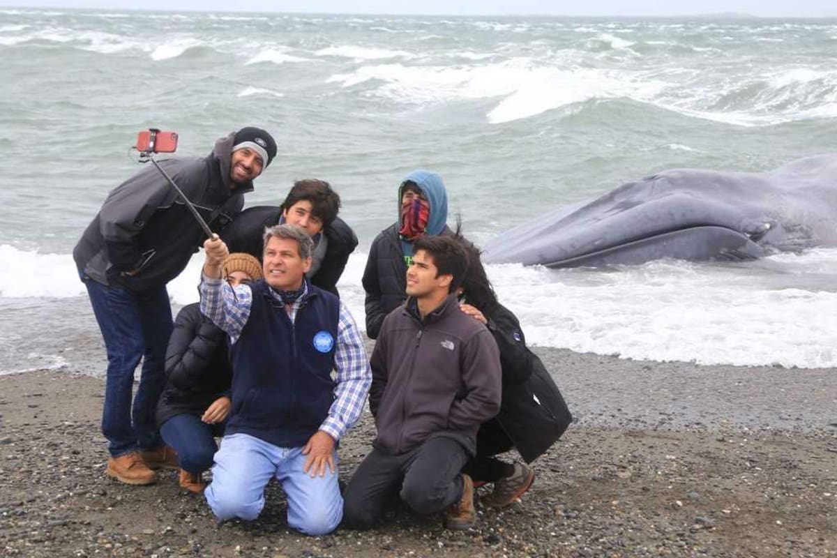 Un grupo de personas se toma selfies con el cuerpo de la ballena