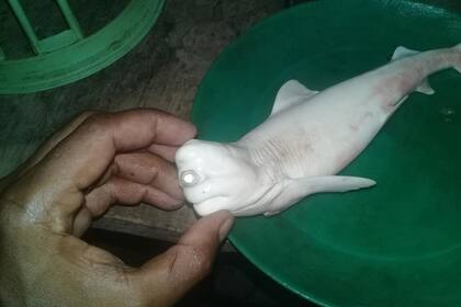 Un grupo de pescadores de Indonesia encontraron este llamativo ejemplar dentro de un tiburón adulto preñado, y se llevaron una gran sorpresa