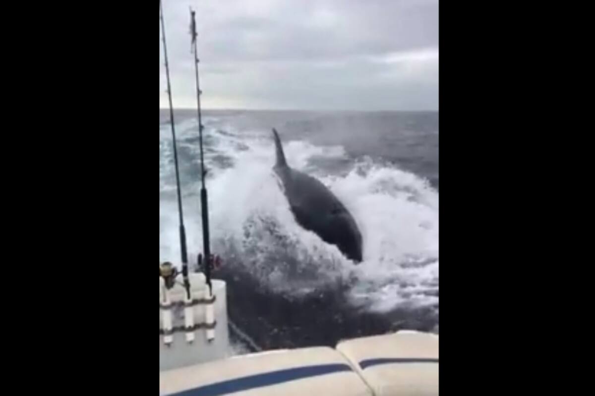 Un grupo de pescadores logró escapar de una manada de ballenas que persiguieron su embarcación, y todo quedó registrado en un video