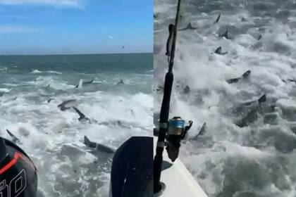 Un grupo de pescadores tuvo un encuentro cercano con muchos tiburones en Louisiana
@kaitlyndix/TikTok