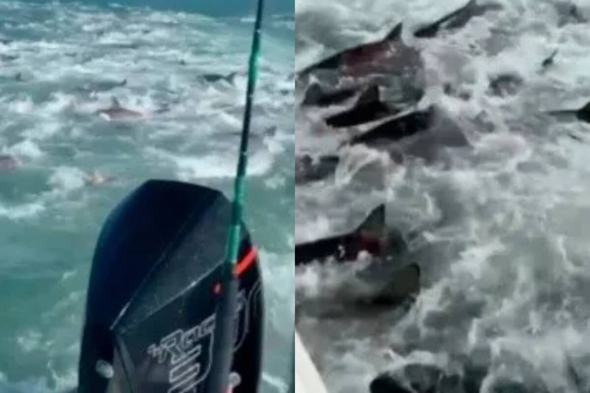 Un grupo de pescadores tuvo un encuentro cercano con muchos tiburones en Louisiana
@kaitlyndix/TikTok