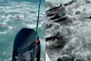 Un grupo de pescadores tuvo un encuentro cercano con muchos tiburones en Louisiana
@kaitlyndix/TikTok