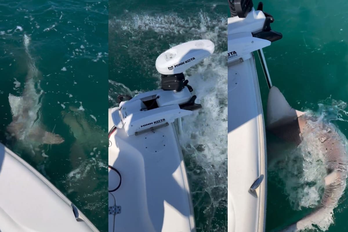 Un grupo de tiburones empezaron a atacar el motor de su lancha mientras pescaban en Cabo Cañaveral, Florida