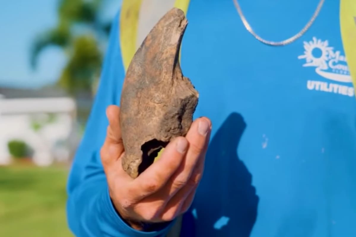 Un grupo de trabajadores en el condado de Manatee, Florida, cavaba la tierra cuando chocaron contra lo que, en principio, pensaron era una herramienta enterrada