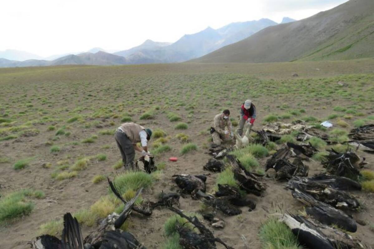 Un grupo de trabajo analizó los cadáveres y envió muestras para ser analizadas