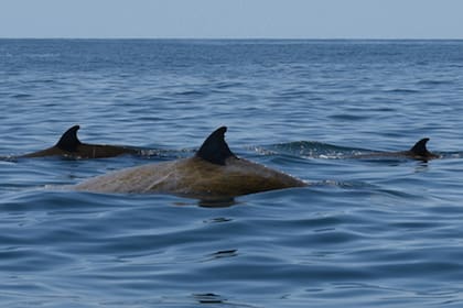 Un grupo de tres ballenas picudas de Cuvier frente a Cabo Hatteras en Estados Unidos