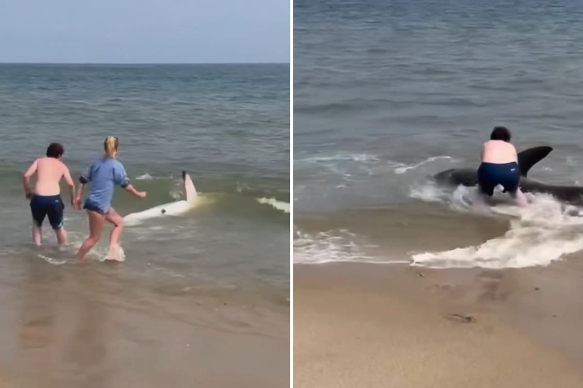 Un grupo de turistas rescató a un tiburón varado en las costas de la isla Nantucket, en Massachusetts